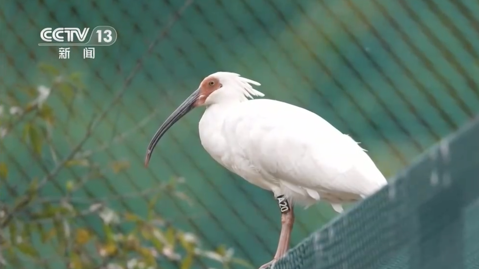 Un ibis huppé dans l'enceinte d'acclimatation de la zone forestière de Xiaolongshan, ville de Tianshui, province du Gansu, nord-ouest de la Chine, le 20 septembre 2026. /VCG