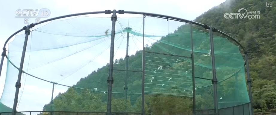 L'enceinte d'acclimatation dans la zone forestière de Xiaolongshan, ville de Tianshui, province du Gansu, nord-ouest de la Chine, 20 septembre 2026. /VCG