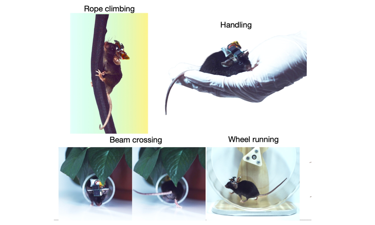 Mice with the wearable mesoscopic microscope called Airscope in experiments. Photo: Courtesy of Wu Jiamin