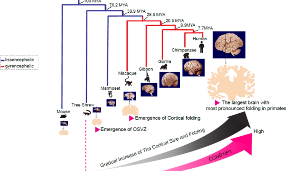 Des scientifiques chinois identifient un gène clé lié à l'évolution de l'intelligence humaine et développent des replis cérébraux chez la souris