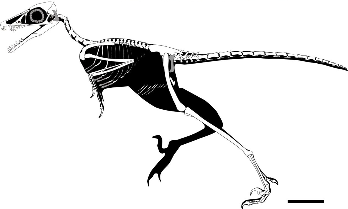 A skeletal reconstruction of Yangyuanornis Photo: Courtesy of Wang Min