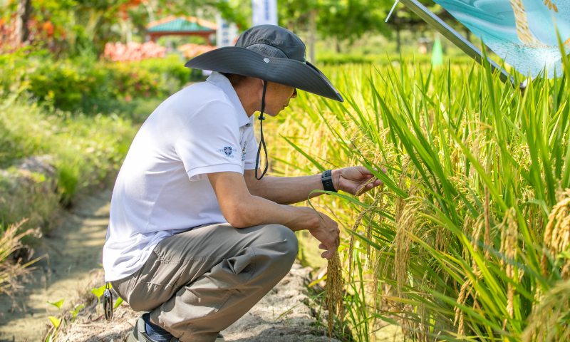 A researcher examines rice plants during a rice new variety exhibition in Sanya, South China