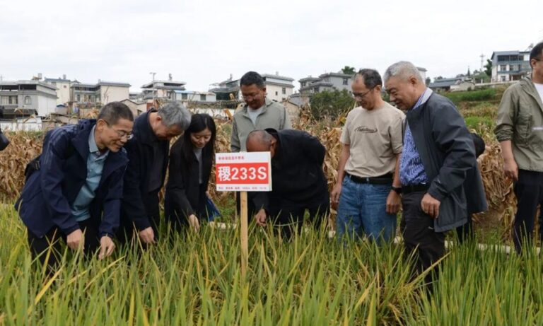 Une ligne de riz développée en Chine montre de solides rendements dans des conditions de froid extrême lors des derniers essais