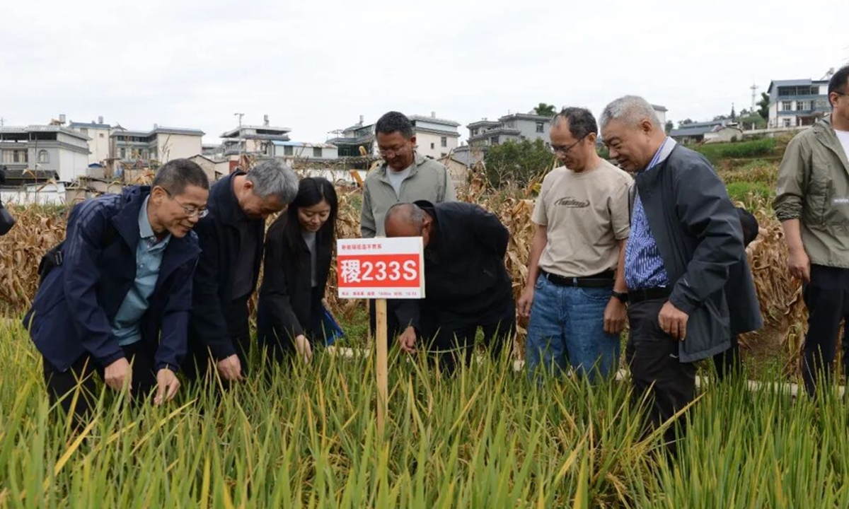 Expert panel members visit the Ji 233S trial field. Photo: Screenshot from the Science and Technology Daily